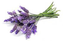 lavanda