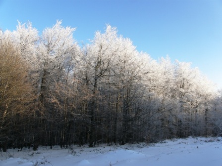 Zaledjene grane